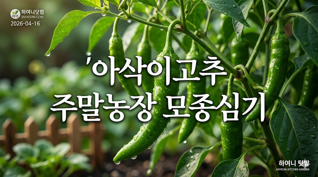 아삭이고추